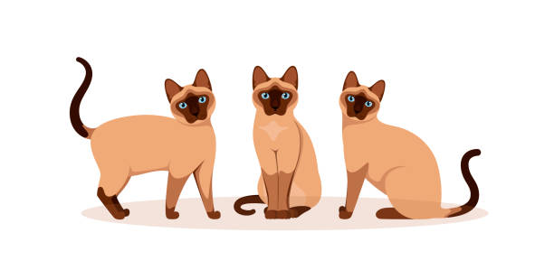 Set of Siamese cats Set of Siamese cats on a white background. Cartoon design. siamese cat stock illustrations