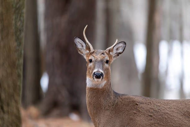 istock The white-tailed deer (Odocoileus virginianus). Very old buck 1362859171