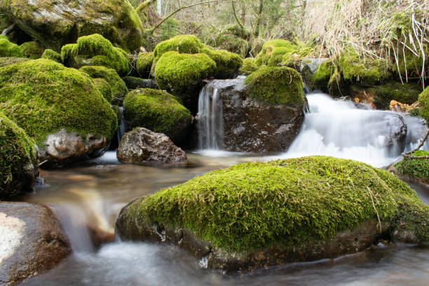 istock Brook in the shade of the forest 1362860121