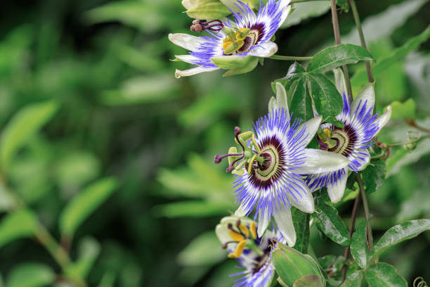 istock flowers plants passionflower blue 1362861122