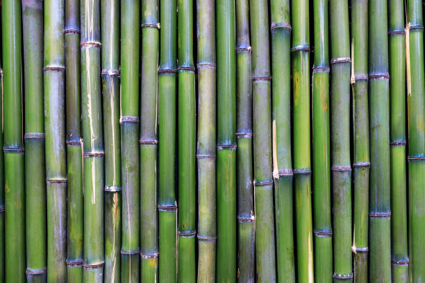 istock wall of green bamboo trunks 1362861130