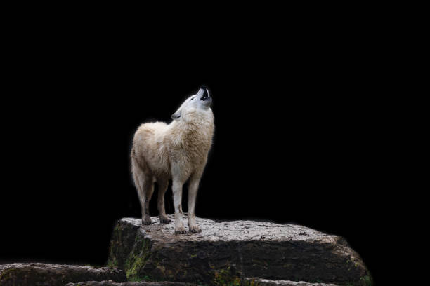 loup blanc avec un fond noir - louveteau gris photos et images de collection