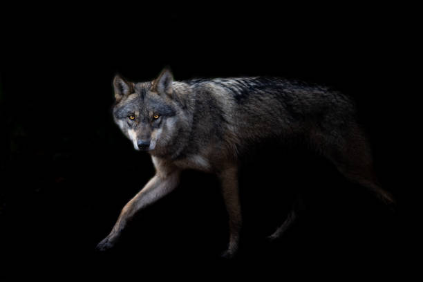 loup gris à fond noir - loup photos et images de collection