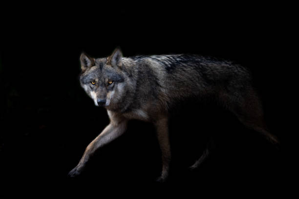 Grey wolf with a black background Grey wolf with a black background wolf stock pictures, royalty-free photos & images