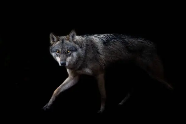Photo of Grey wolf with a black background