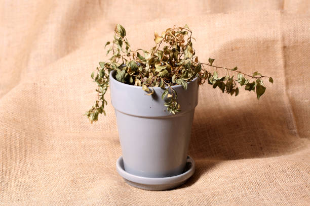 istock Dead dried up plant in a flower pot 1362862974