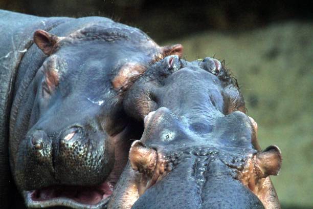 istock Close up of two hippos in the water 1362863911