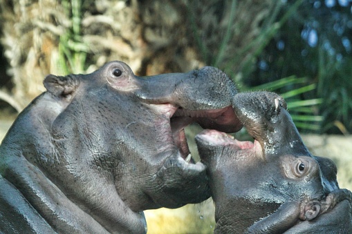 Close-up of two hippos in the water