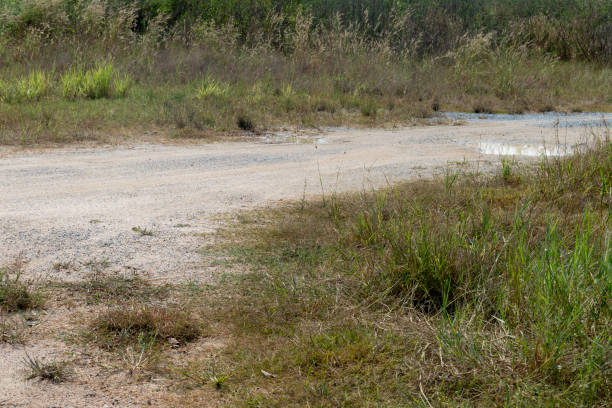 Dirt road cuts through the tropical grasslands. stock photo