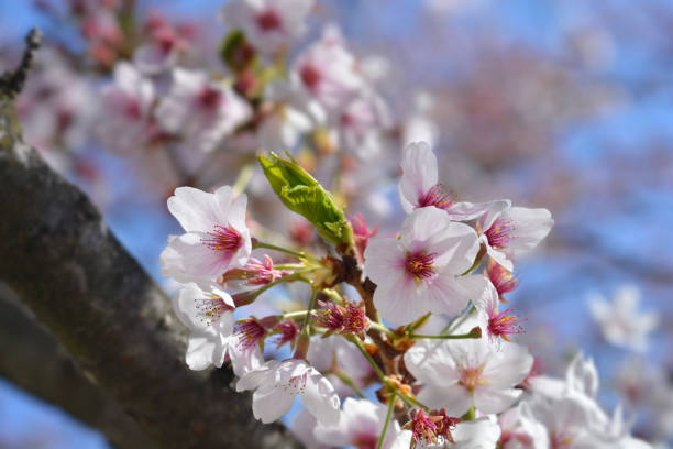 istock Japanese flowering cherry 1362867757