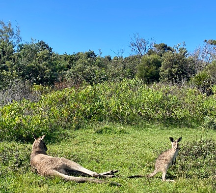 Horizontal landscape of wild kangaroos grazing grassy headland next to seaside coastal cliff at Emerald Beach near Coffs Harbour NSW Australia