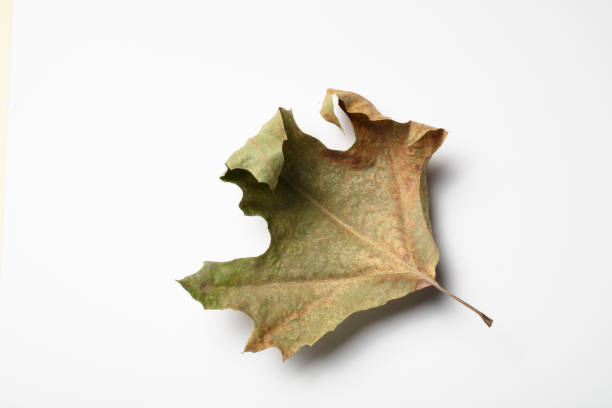 istock Leaf autumn fall seasonal nature 1362869205