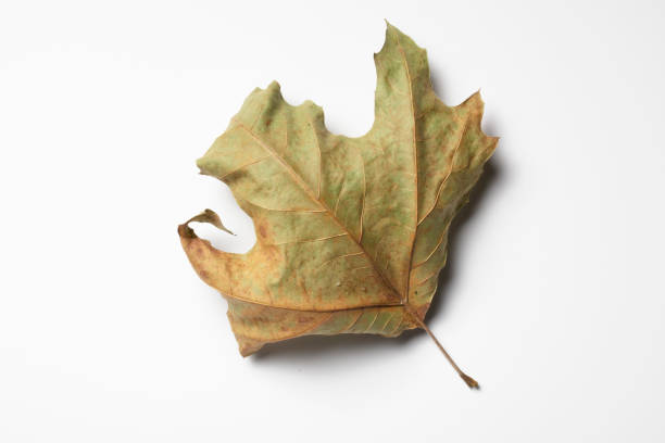 istock Dried leaves on white background. Fall concept. 1362869271