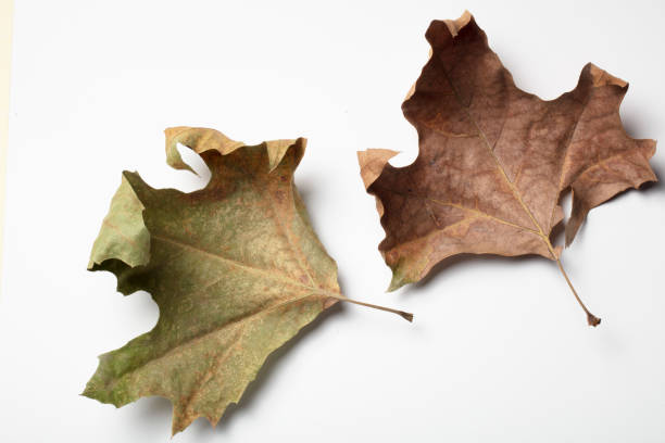 istock Dried leaves on white background. Fall concept. 1362869360