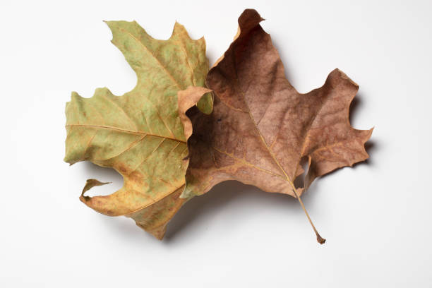 istock Dried leaves on white background. Fall concept. 1362869388