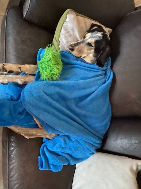 istock Dog sleeping under a blanket with her toy 1362869414