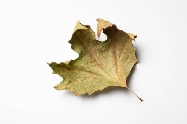 istock Dried leaves on white background. Fall concept. 1362869454