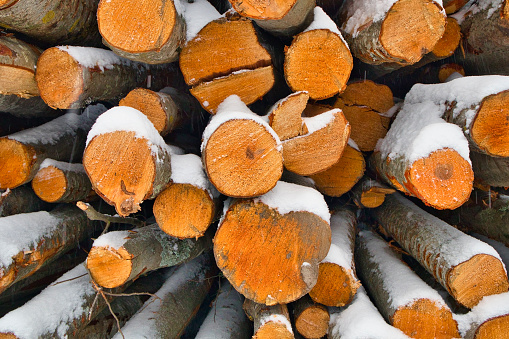 Snow covered aspen tree logs in winter