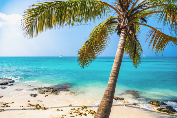 istock caribbean sea palm trees paradise 1362872214