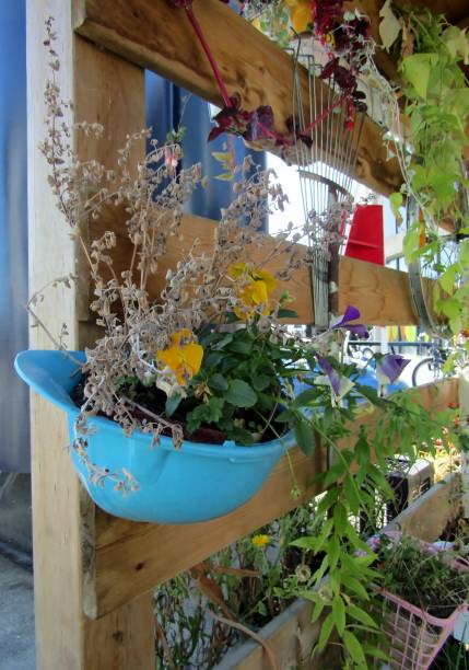 Colourful spring Easter garden. Blooming grape muscari hyacinths and yellow narcissus in the flowerpot. Growing spring plants, holiday yard decorations