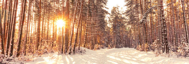 istock Winter landscape with snow-covered forest at sunset 1362873099