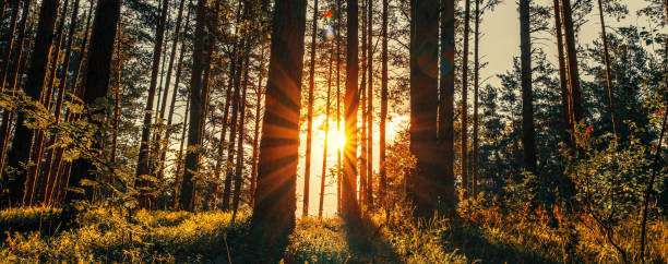 Beautiful spring background with sunset in the forest