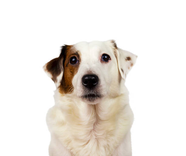 istock White Jack Russell dog isolated on white background. Selective focus 1362874308