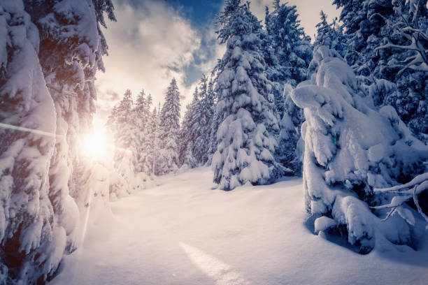 istock Amazing winter landscape 1362875409
