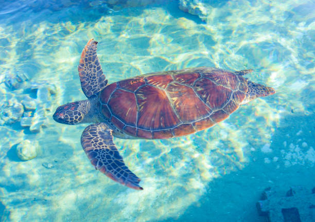 istock Swimming turtle in Reunion Island. 1362875430