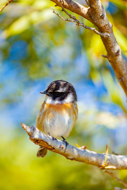 The European stonechat is a small passerine bird that was formerly classed as a subspecies of the common stonechat.