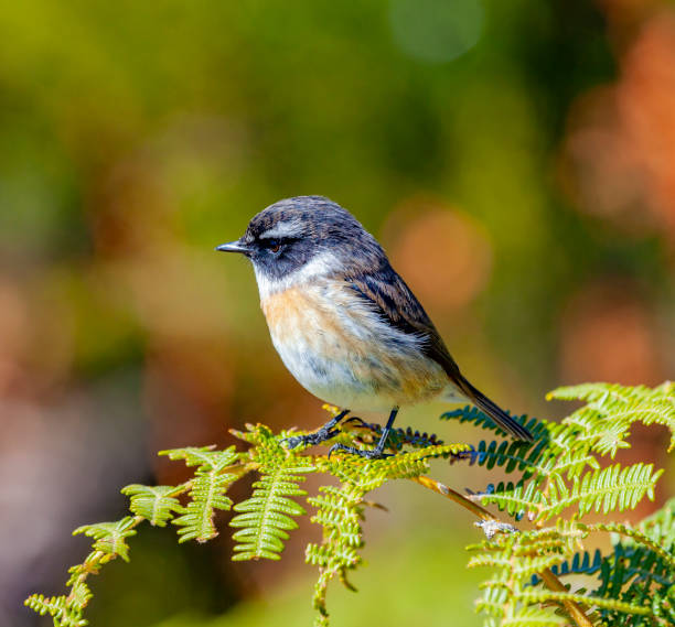 Tec Tec bird in the forest, Reunion island endemic little bird. Saxicola tectes