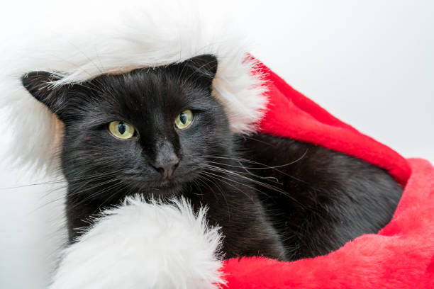 istock A black cat wearing a christmas hat 1362876389