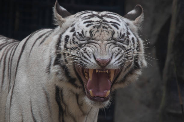 istock Funny Sleepy White Tiger in the yard 1362876884