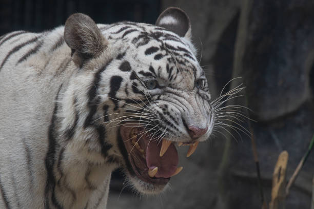 istock Funny Sleepy White Tiger in the yard 1362876889