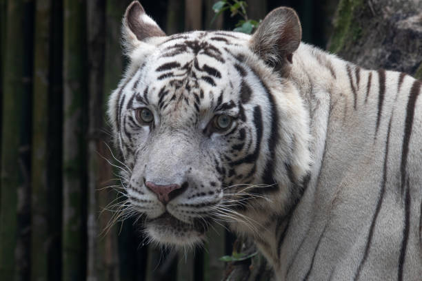 istock Funny Sleepy White Tiger in the yard 1362876897
