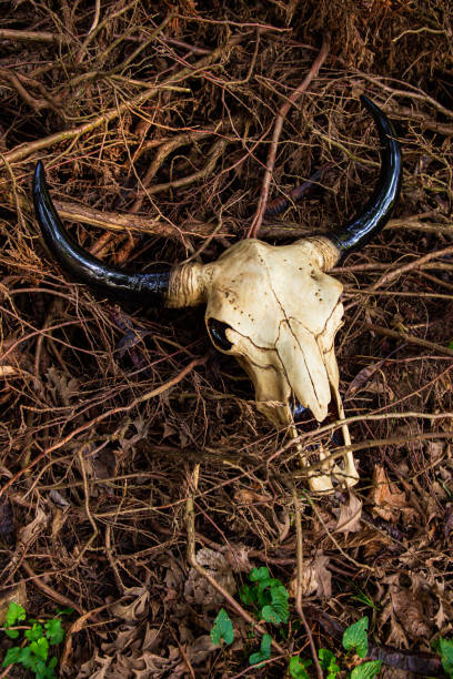 cráneo de toro decorativo - animal skull drought animal bone dry fotografías e imágenes de stock