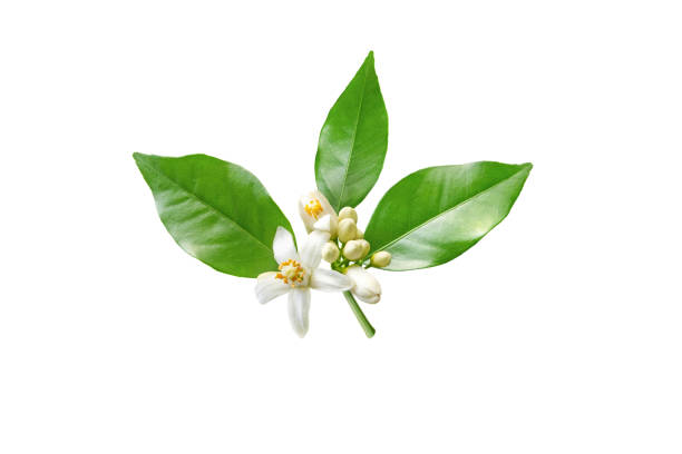 istock Orange tree white flowers branch isolated on white 1362877712