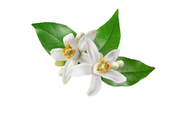 Orange tree white flowers isolated on white Neroli blossom. Citrus bloom. Orange tree white flowers, buds and leaves isolated on white. orange tree stock pictures, royalty-free photos & images