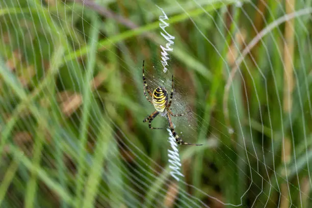 Wasp spider in its web, close-up