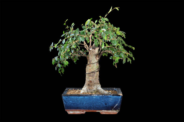 istock chinese elm bonsai isolated on dark 1362878841