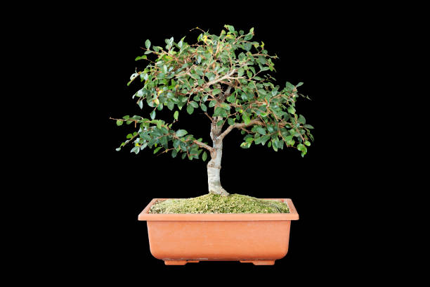 istock chinese elm bonsai on training pot 1362878847