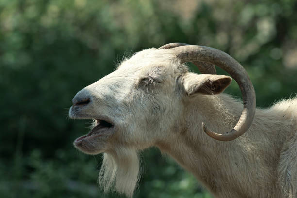 istock portrait of an angry goat 1362878894