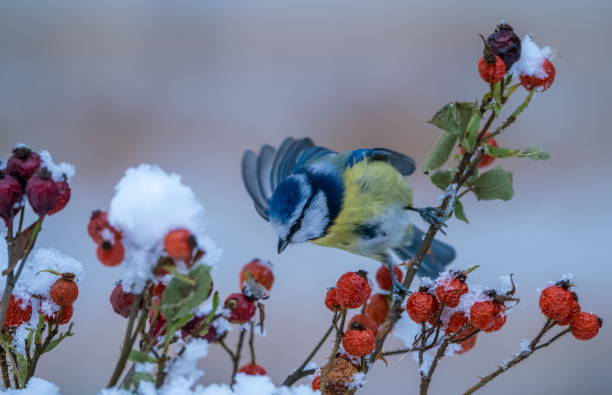 istock Blue tit in wintertime 1362879878