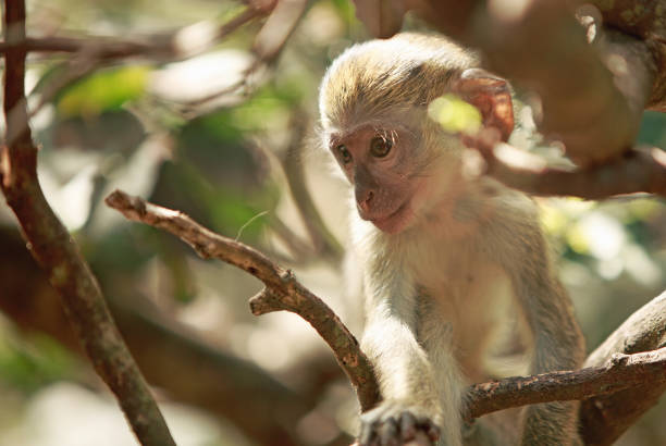 lindo mono verde joven sentado en un entorno boscoso - beauty in nature day animal monkey fotografías e imágenes de stock