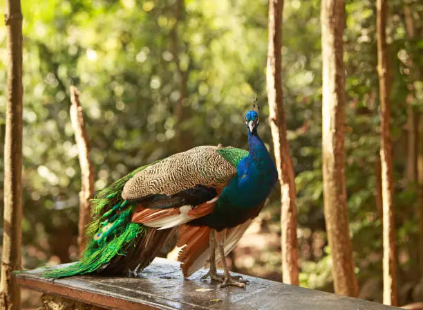 Photo of Full Framed Peacock in woodland setting