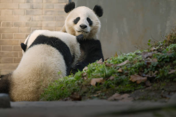 istock Two Chengdu Giant Pandas running outward 1362882414