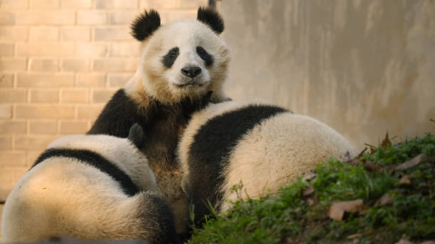 istock Three Chengdu Giant Pandas in the sun 1362882464