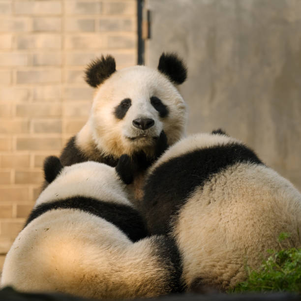 istock Three Chengdu Giant Pandas in the sun 1362882503