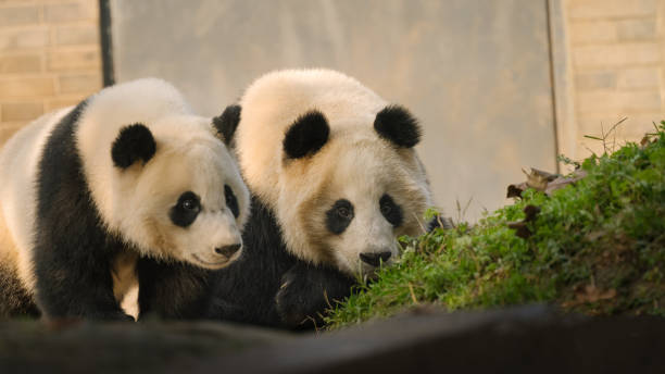 istock Two giant pandas playing in the sun 1362882558