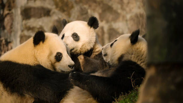 istock Three Chengdu Giant Pandas Fighting 1362882655